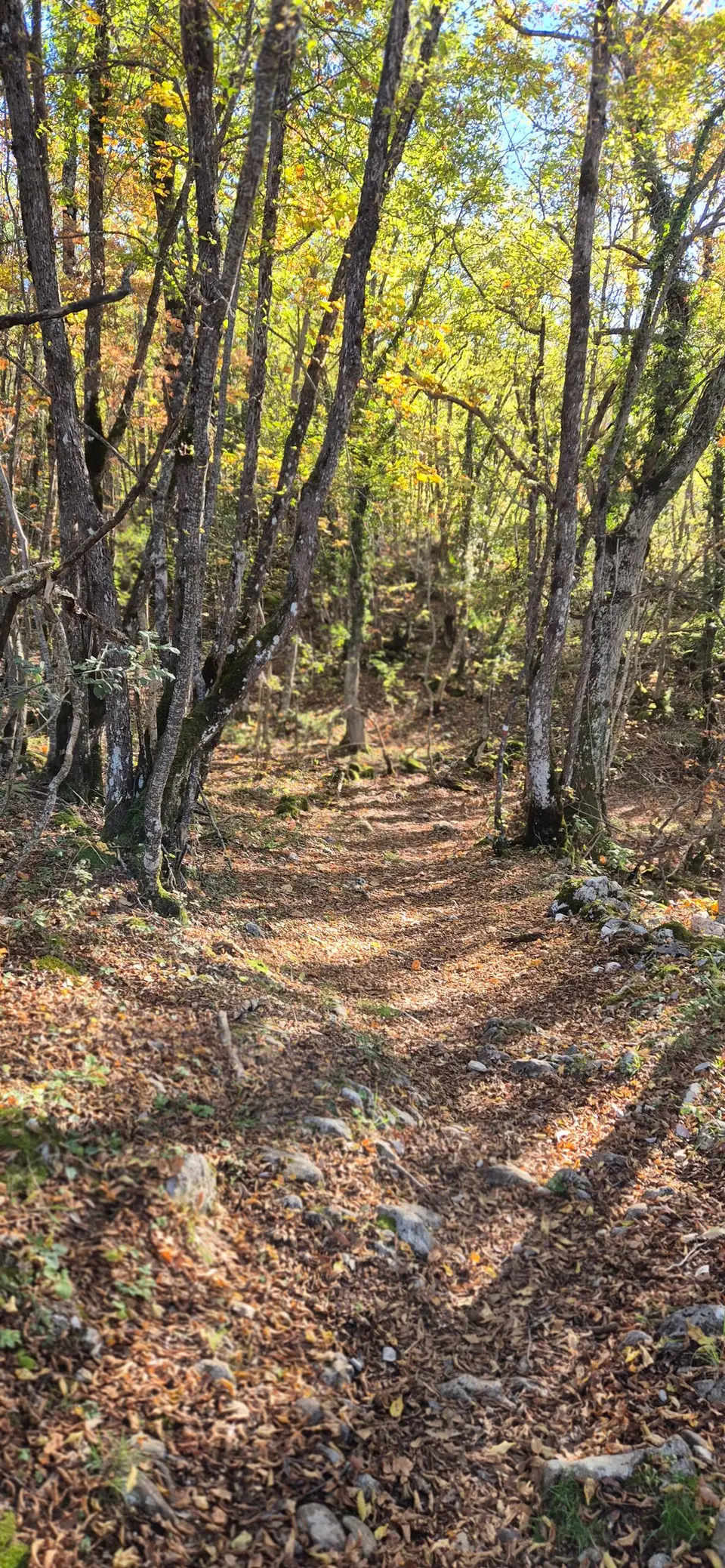 Sentiero di terra e foglie che sale nel bosco di faggi in luce autunnale.