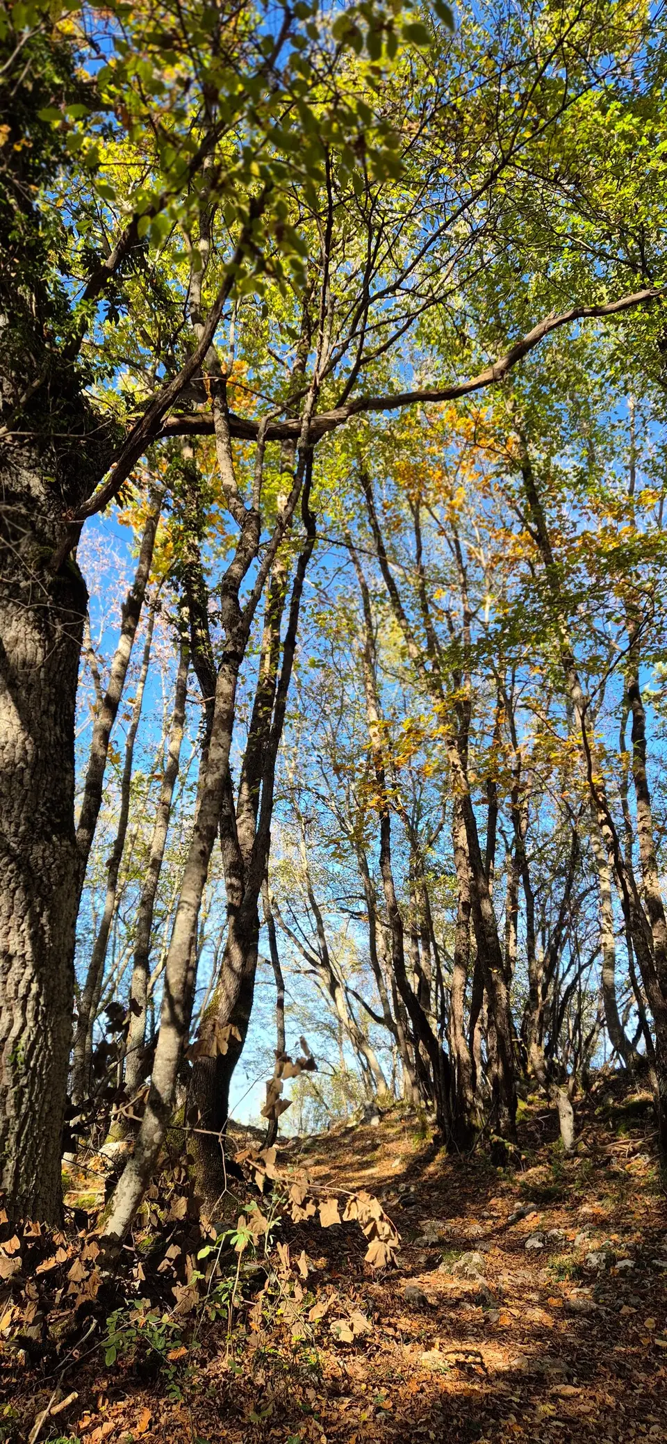 Faggeta in autunno, tronchi sottili e chioma gialla contro il cielo.